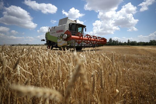 Russia Agriculture Winter Wheat Harvesting