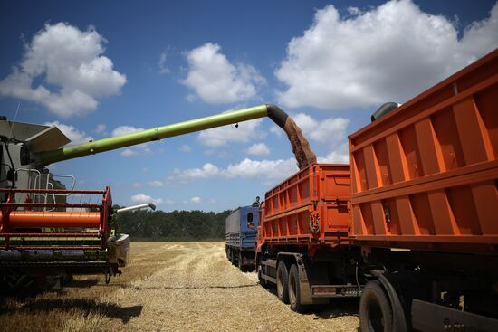 Russia Agriculture Winter Wheat Harvesting