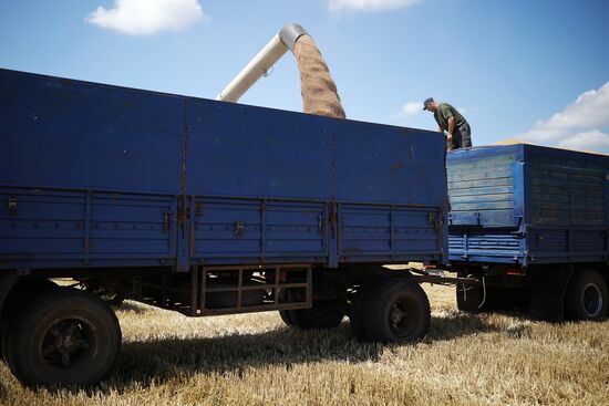 Russia Agriculture Winter Wheat Harvesting