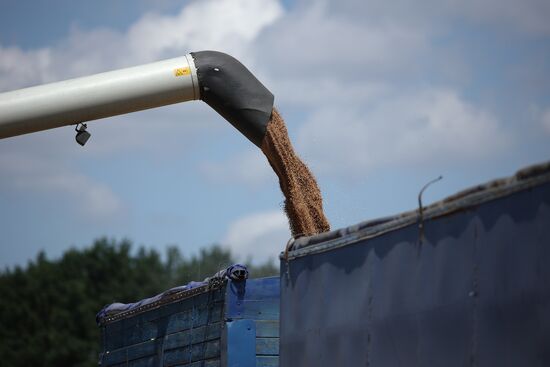 Russia Agriculture Winter Wheat Harvesting