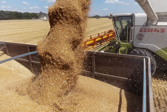 Russia Agriculture Winter Wheat Harvesting