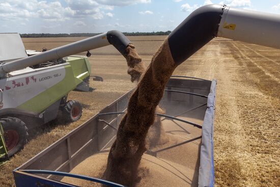 Russia Agriculture Winter Wheat Harvesting