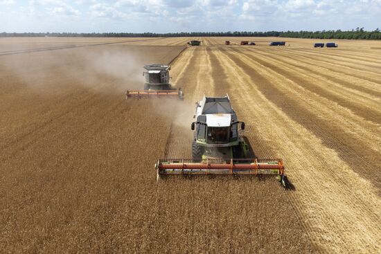 Russia Agriculture Winter Wheat Harvesting