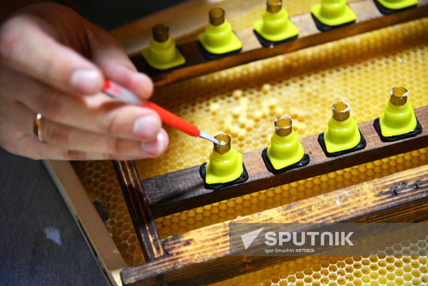 Russia Perfumery Cosmetics Industry
