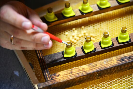 Russia Perfumery Cosmetics Industry