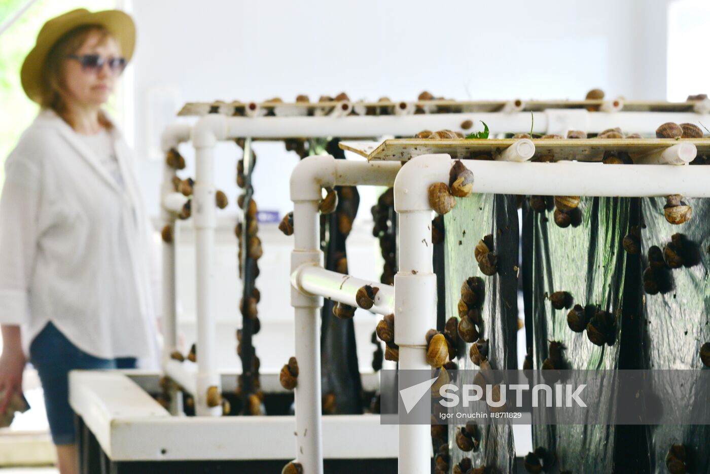 Russia Perfumery Cosmetics Industry