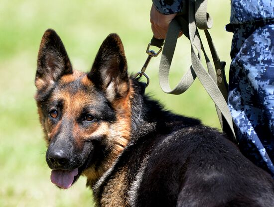 Russia Dog Handlers Competition