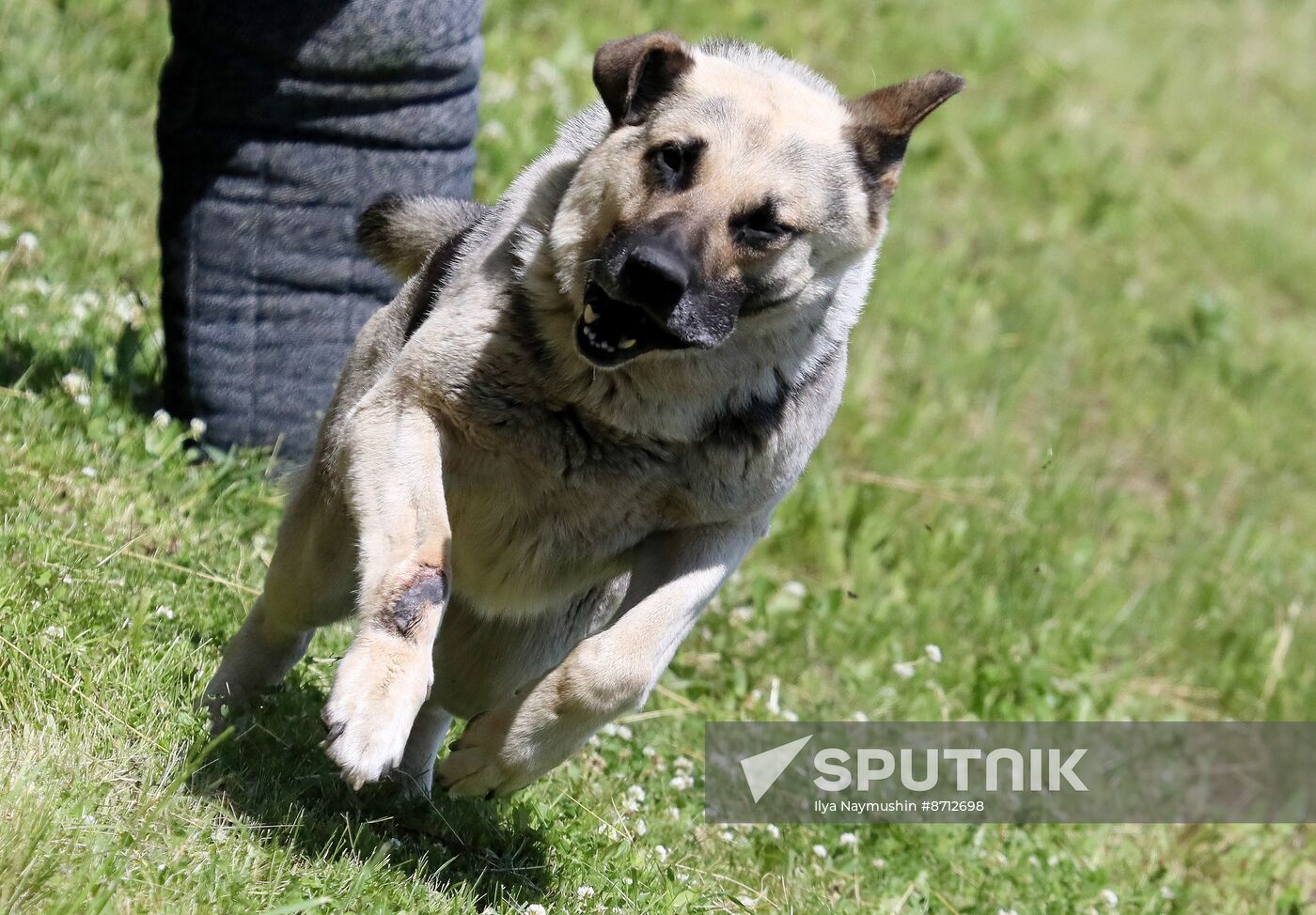 Russia Dog Handlers Competition