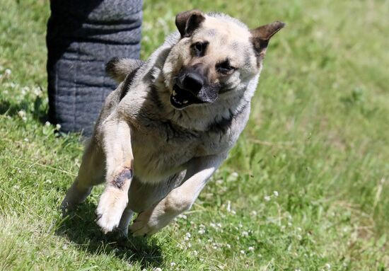 Russia Dog Handlers Competition