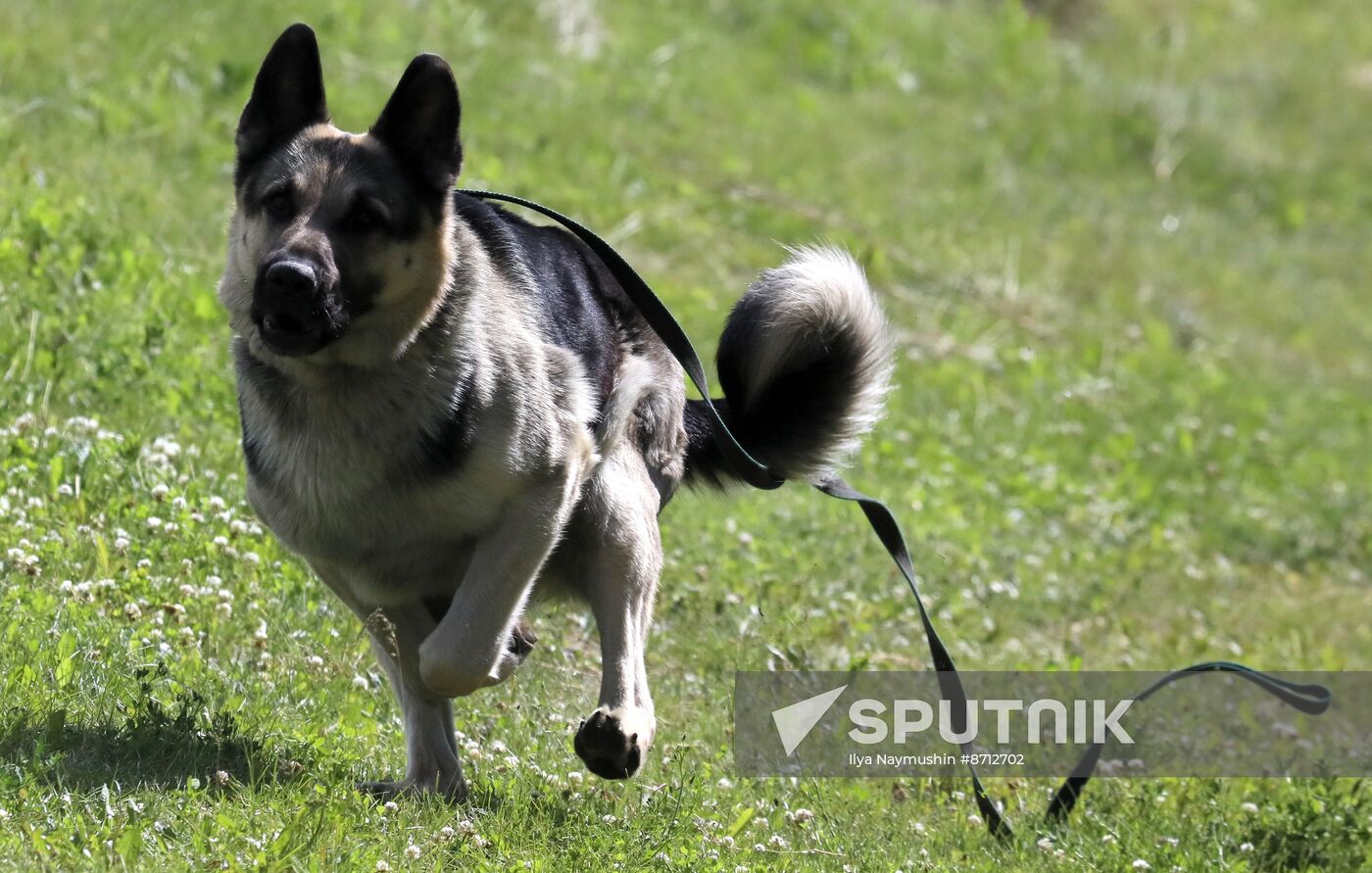 Russia Dog Handlers Competition