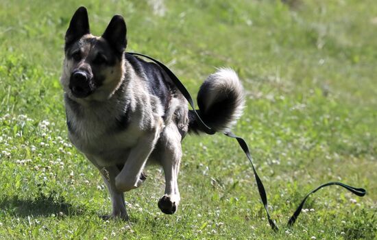 Russia Dog Handlers Competition
