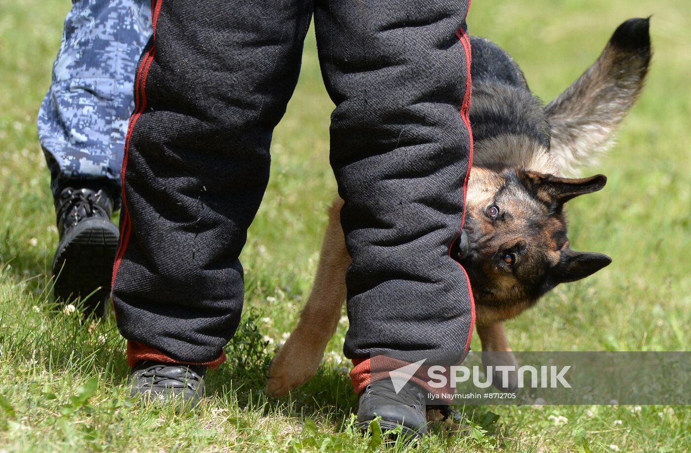 Russia Dog Handlers Competition