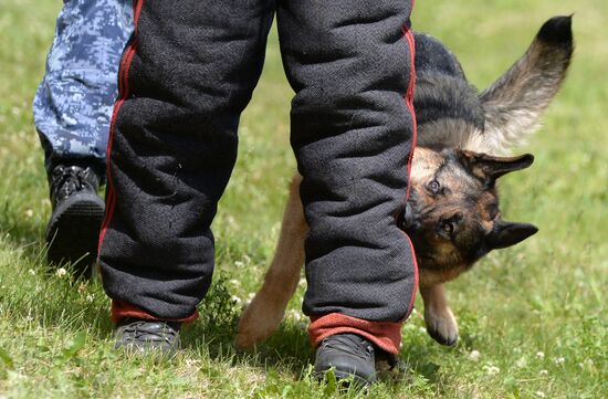 Russia Dog Handlers Competition