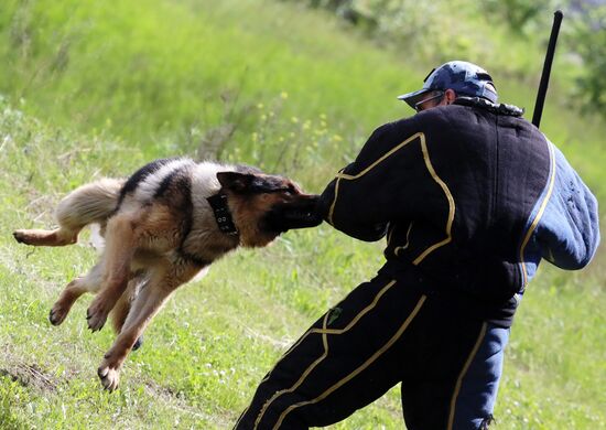 Russia Dog Handlers Competition
