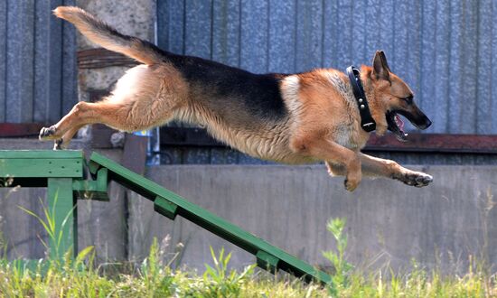 Russia Dog Handlers Competition