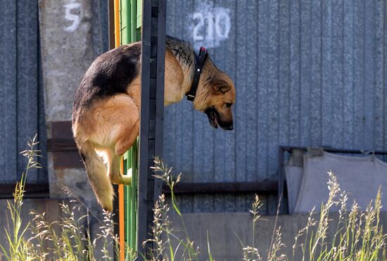 Russia Dog Handlers Competition