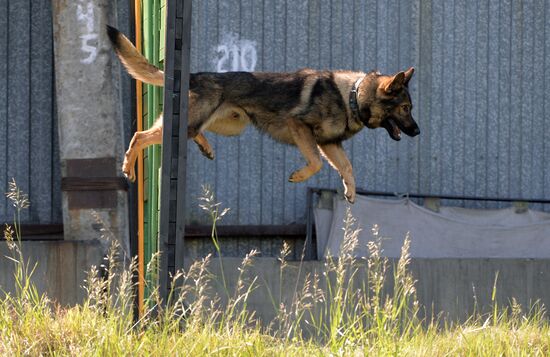 Russia Dog Handlers Competition