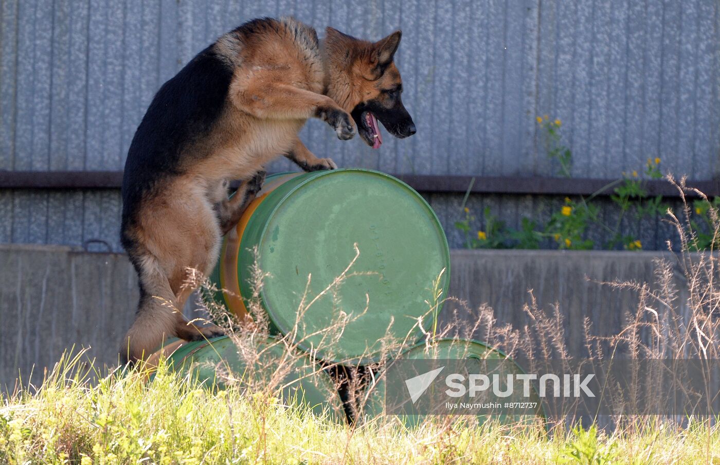 Russia Dog Handlers Competition