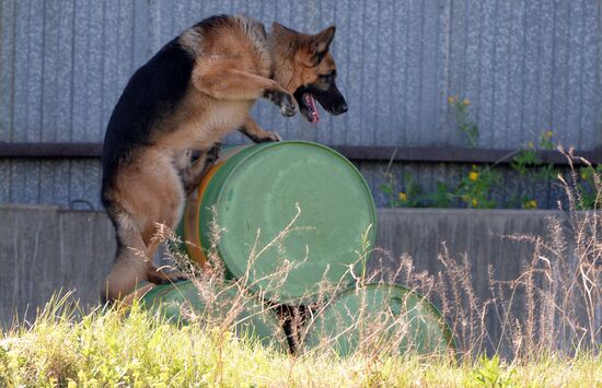 Russia Dog Handlers Competition