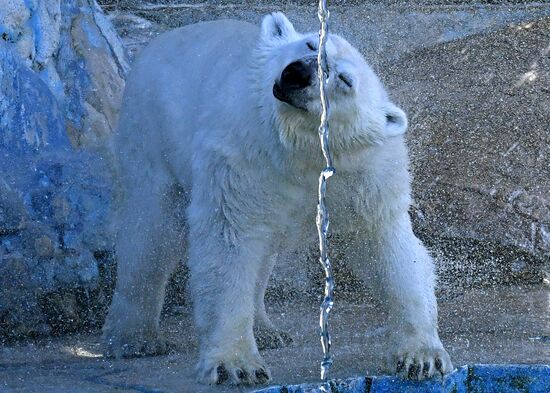 Russia Zoo