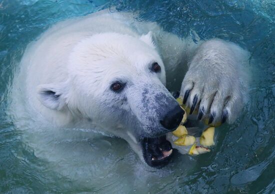 Russia Zoo