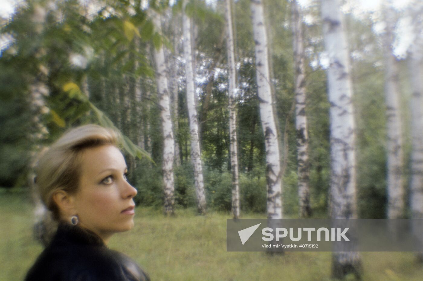 Birch grove