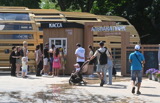 Russia Zoo Alpacas