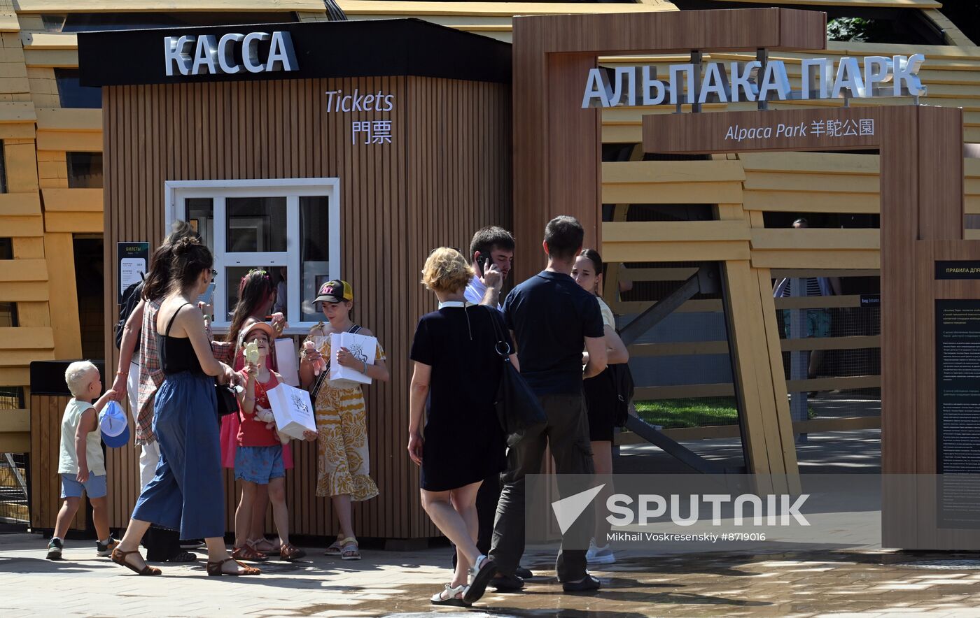 Russia Zoo Alpacas