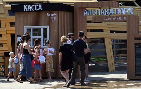 Russia Zoo Alpacas