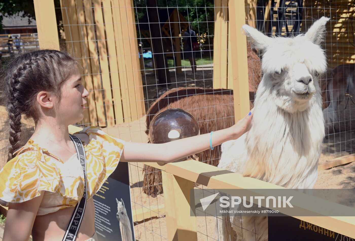 Russia Zoo Alpacas