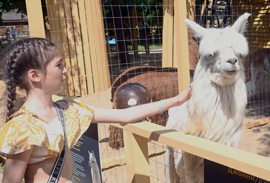 Russia Zoo Alpacas