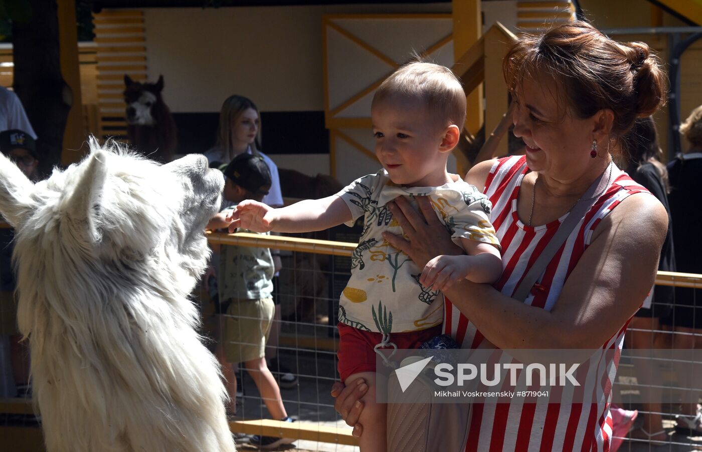 Russia Zoo Alpacas