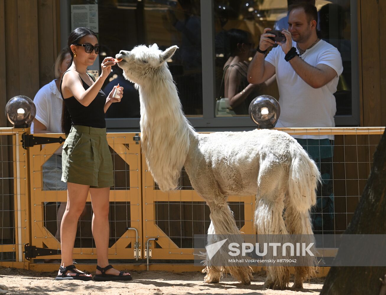 Russia Zoo Alpacas