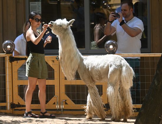 Russia Zoo Alpacas