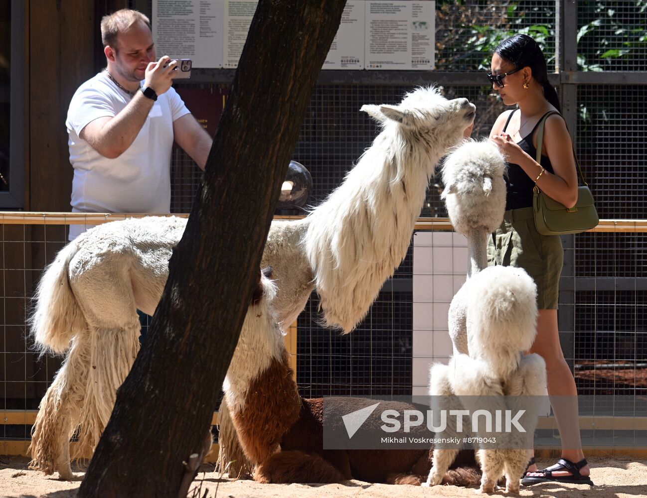 Russia Zoo Alpacas