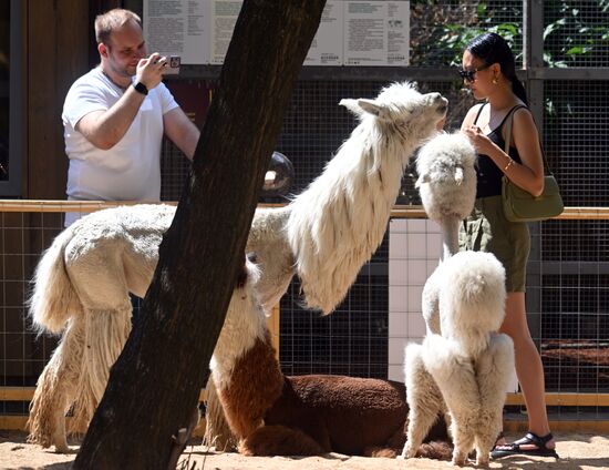 Russia Zoo Alpacas