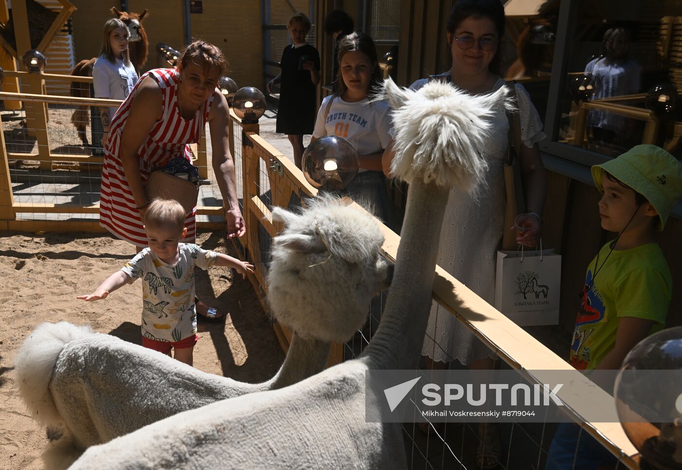 Russia Zoo Alpacas