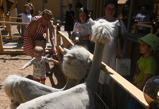 Russia Zoo Alpacas