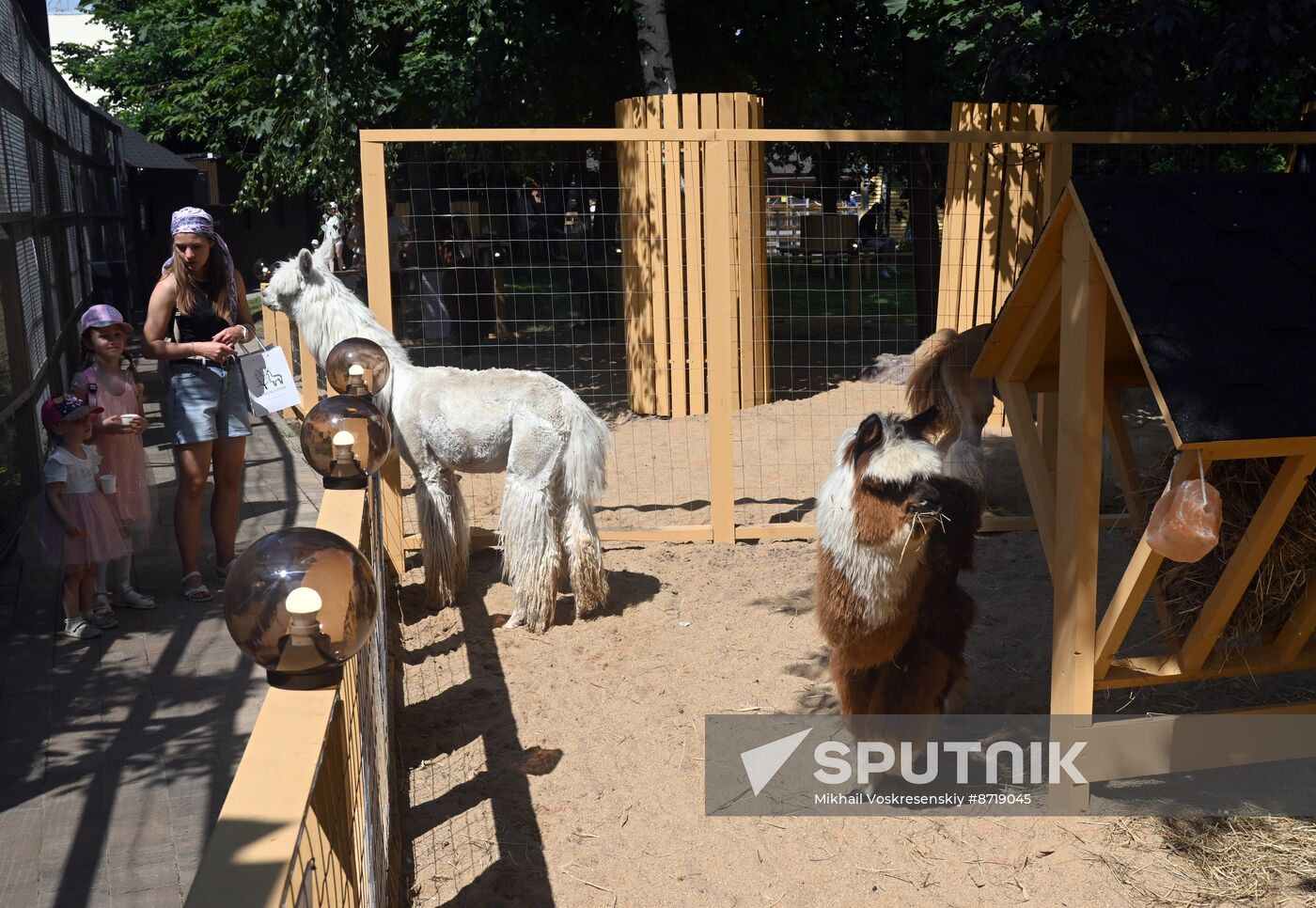 Russia Zoo Alpacas