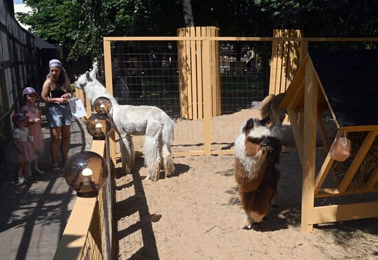 Russia Zoo Alpacas