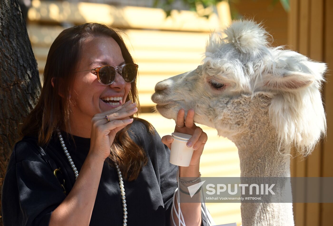 Russia Zoo Alpacas