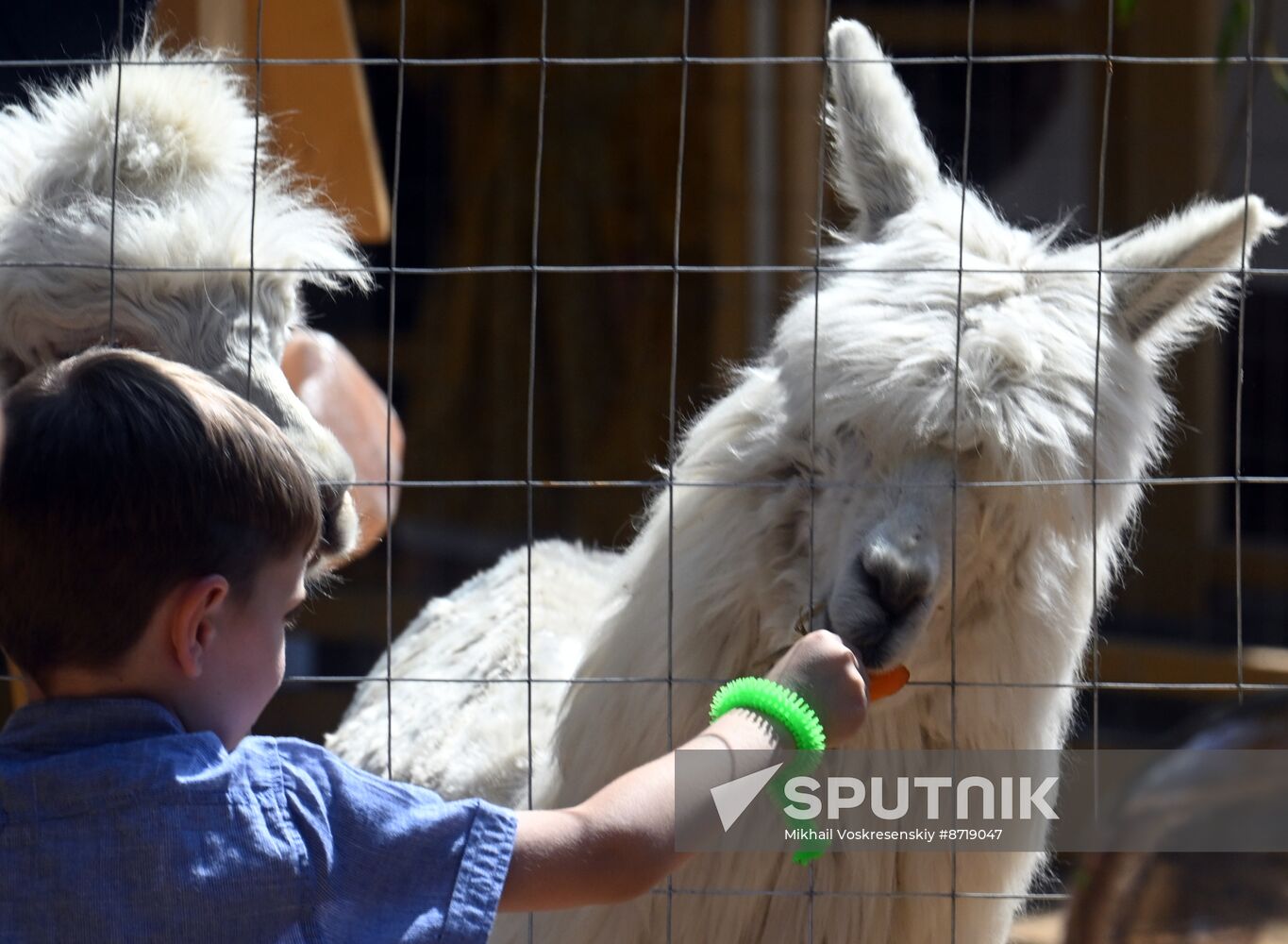 Russia Zoo Alpacas