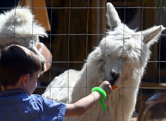 Russia Zoo Alpacas