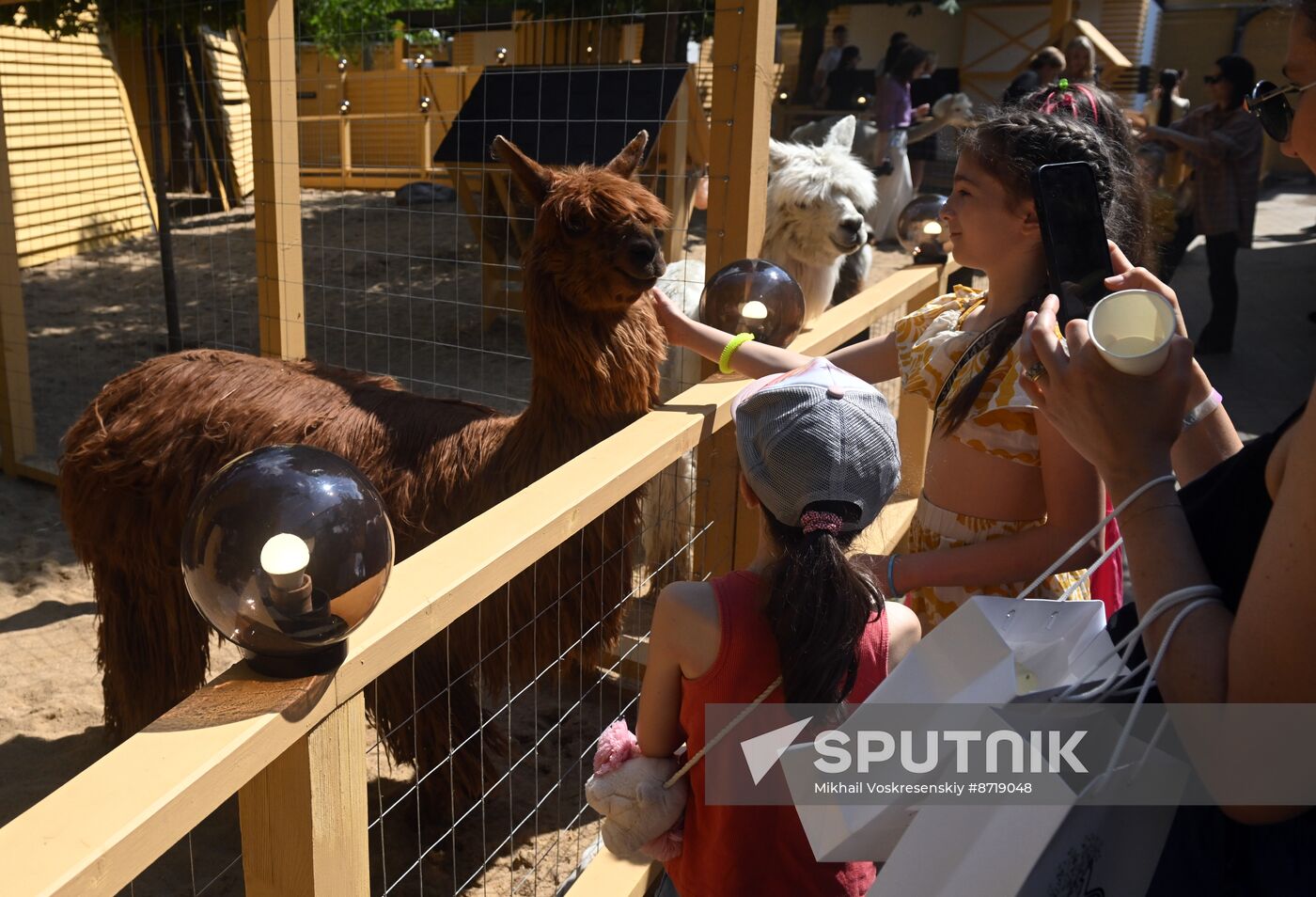 Russia Zoo Alpacas