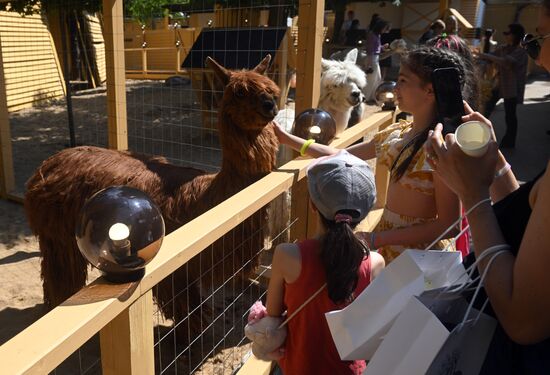 Russia Zoo Alpacas