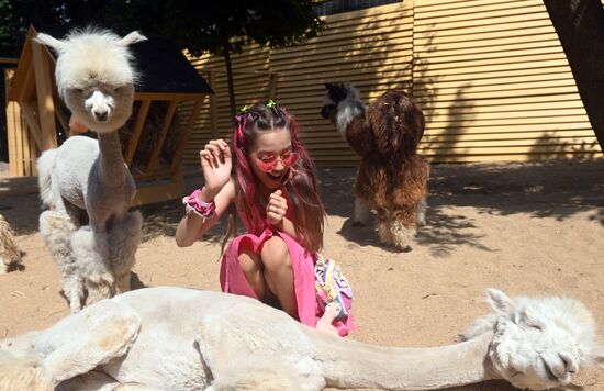 Russia Zoo Alpacas