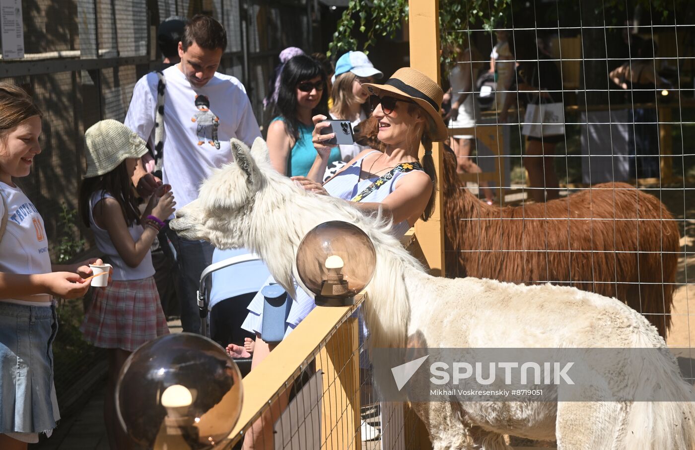 Russia Zoo Alpacas