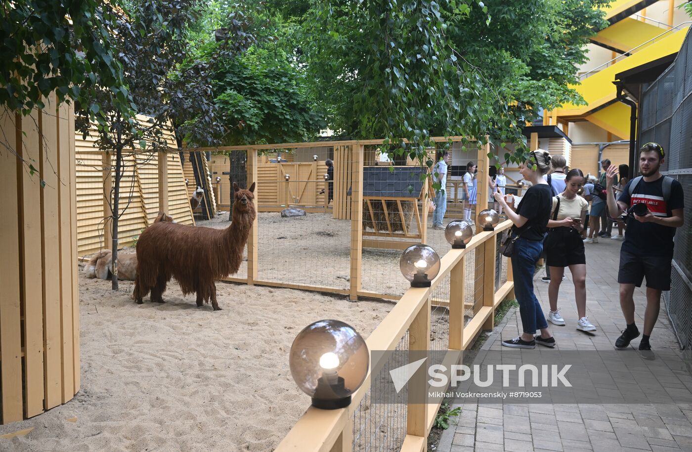 Russia Zoo Alpacas