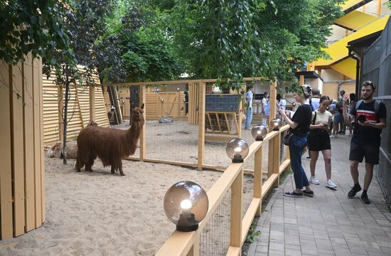 Russia Zoo Alpacas