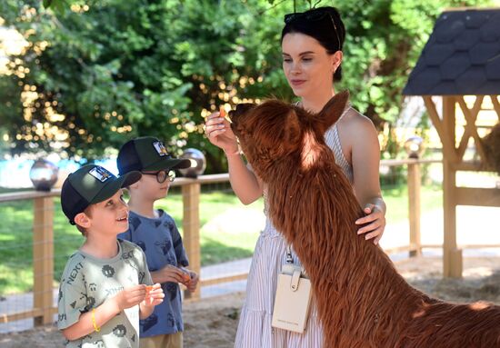 Russia Zoo Alpacas